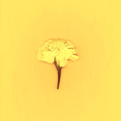 Trying If I Don't Get a Job stream