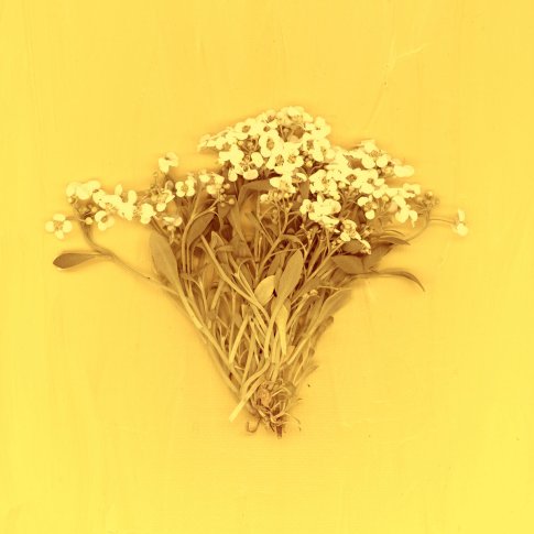 Trying This Is Not a Disco album review Bandcamp 2020