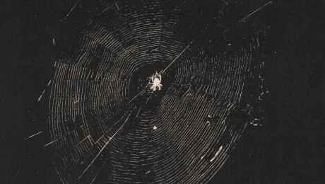 Tigercub Nets to Catch the Wind